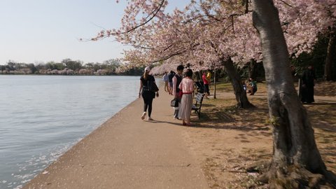 Washington, D.C. May 22, Tourists enjoying the beautiful day admiring the cherry blossoms, Washington DC Cherry Blossom Festival. 