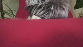 Papillon dog in a beautiful suit in a fur coat and a concert hat with a butterfly is removed in the clip stock footage video