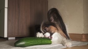Dog Papillon eats fresh green cucumber with appetite stock footage video