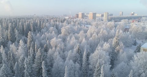 Aerial drone shot of a winter pines frozen forest  库存视频