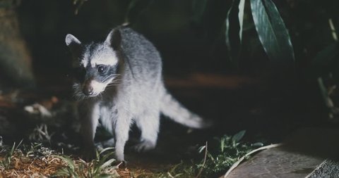 Raccoon (Procyon lotor) scavenging for food at night. Rare footage.