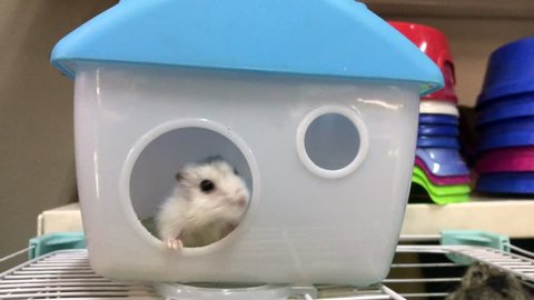 a small gray hamster in his home, a beautiful native rodent
