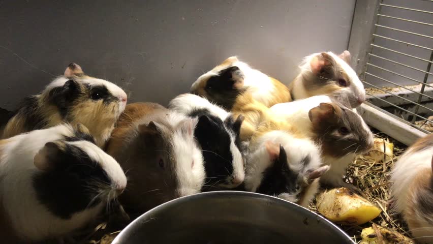 a-group-of-guinea-pigs-feeding-cavia-porcellus-image-free-stock