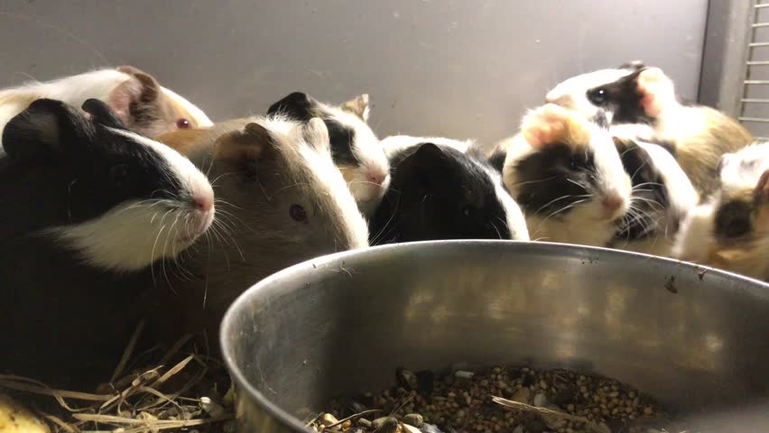 A Group Of Guinea Pigs Feeding Cavia Porcellus Image Free Stock