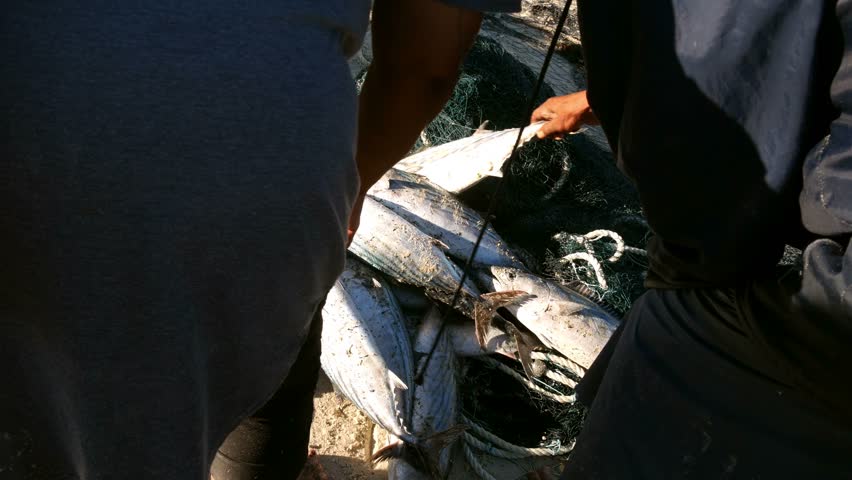 Hands of people dressed in blue seen freeing bright sunlight lit yellowtail fish caught in a trek / cast net lying on white sandy beach