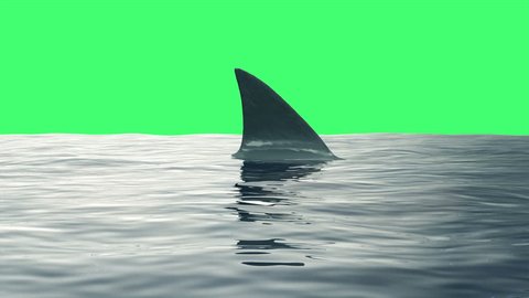 4K Animation of Shark Fin in the Sea on Green Screen or Chroma Key background