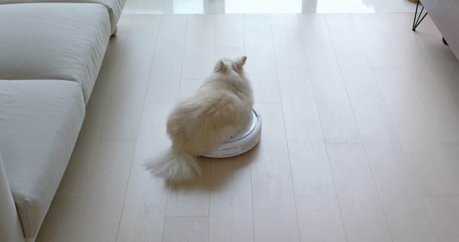 Dog sit on robotic vacuum cleaner slides across the room Royalty-Free Stock Footage #1023948608