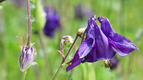 European columbine / Common columbine / Granny's nightcap / Granny's bonnet (Aquilegia vulgaris) in flower