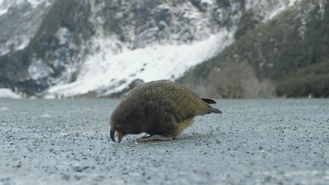 A rare and endangered Kea, the world's only Alpine parrot. Located in Fiordland on New Zealand's South Island