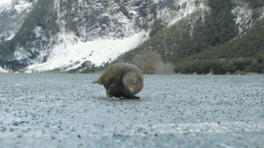 A rare and endangered Kea Bird, the worlds only alpine parrot in New Zealand