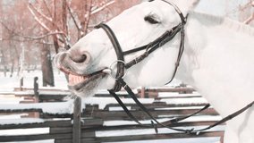 funny video, cute white trained horse shows its teeth, positive emotions from smiling animals and pets, happy spending time with little friends, portrait filming of mare, command of hostess for treat