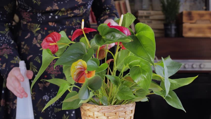 Yang woman in beautiful dress spraying anthurium flower