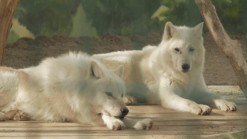 pair of polar wolves at the zoo (canis lupus tundrarum) Royalty-Free Stock Footage #1023962663