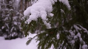 Falling snow on the branches of Christmas trees in the winter, snow-covered forest