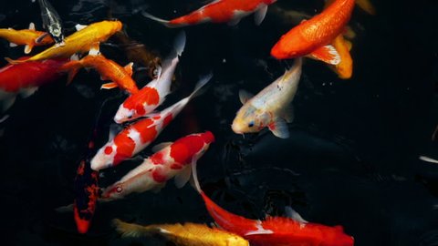 slow motion of Koi fish swimming in the aquarium, Fancy carp fish, Top view 