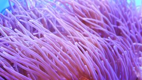 Beautiful sea flower in underwater world with corals and fish. Sea flowers moving in fish tank. Sea anemone in fish tank. - Powered by Shutterstock - Get 15% off with code: PIKWIZARD15