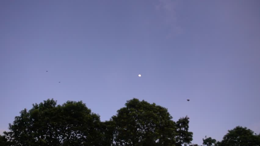 far shot of group of birds flying in the sky in the evening in slow motion
