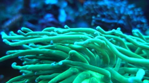 green anemone corals swaying under water