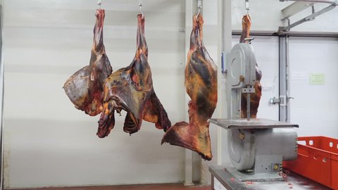 Slaughter butcher house hanging horse meat and beef in freezer. meat carcass hanging in a meat factory producing sausages butcher cuts a fresh raw meat to make sausage sausages steaks. 4k