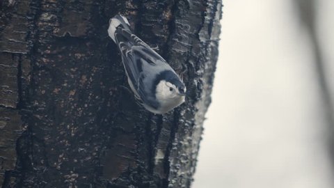 White-breasted Nuthatch bird is smacked by a raindrop in the head, a rainy day