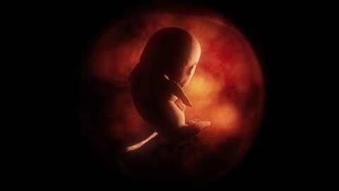 Development of the human embryo, 4k animation