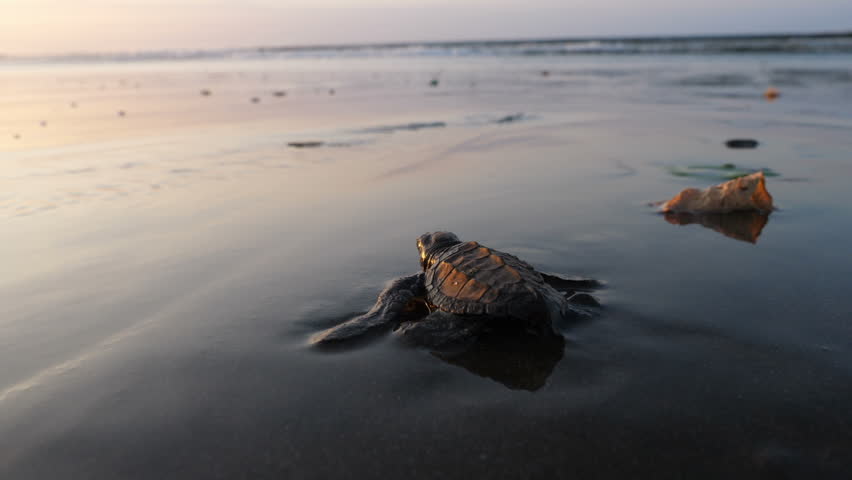 Atlantic Ridley sea baby turtles crossing the beach at sunrise. Newborn tiny turtles heading to the sea waters for the first time. Turtle hatchlings on the sands of the beach natural reserve. | Shutterstock HD Video #1023992945