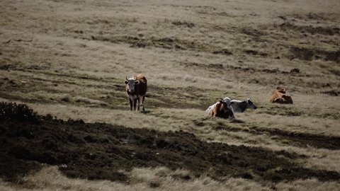 Farming in the Falklands, Cows on a Grassy Field in East Falkland, Falkland Islands (Islas Malvinas), South Atlantic Ocean.
