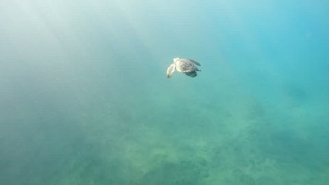 Incredibly rare footage of a baby sea turtle after entering ocean for the first time. 4K footage.