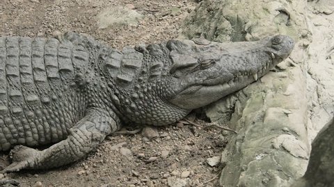 Close up Crocodile at the national park with 4K resolution. Wildlife animal concept.
