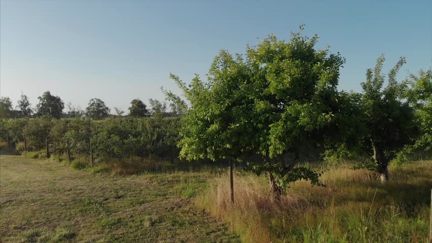 trees, apple trees, westham island, farm, winery, wine making, apples, blueberry, blueberries