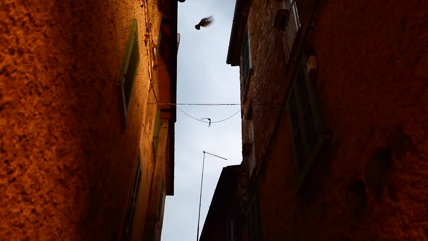 View on roof of italian houses and flying birds