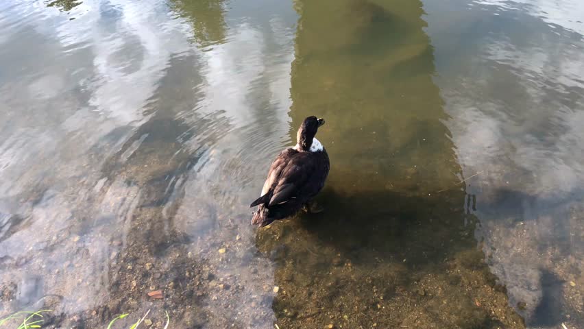 Duck in the water in 4K
