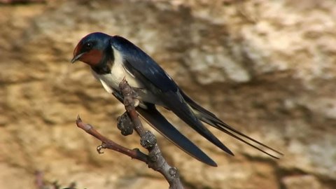 Barn Swallow Bird Singing and Chirping