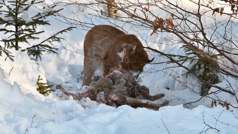 Eurasian lynx (Lynx lynx) feeding on killed roe deer in the snow in winter