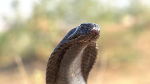 Indian cobra in Pushkar, India. Cobra snake close up portrait.