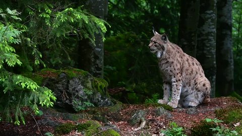 Eurasian lynx (Lynx lynx) sitting in woodland and walking away