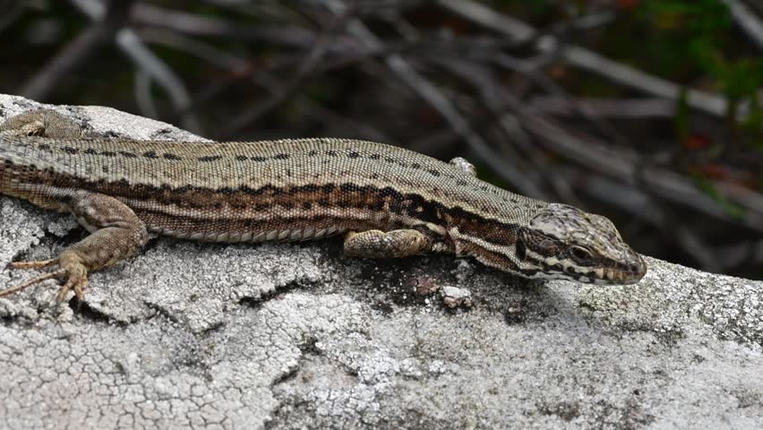 Common wall lizard (Podarcis muralis) on rock basking in the sun and walking away