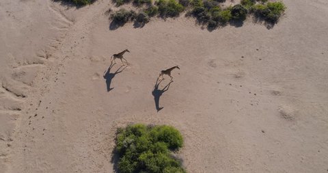 4K straight down aerial view of three desert giraffe walking about in the Hoanib Valley,Namib Desert, Namibia