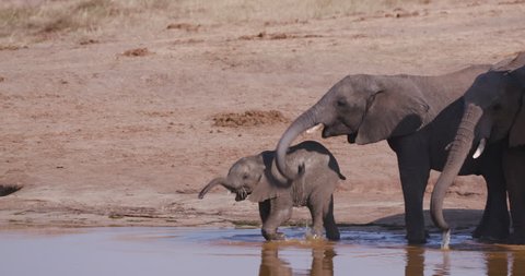 Wildlife in Africa.  Close-up view of a breeding herd of elephants approaching a waterhole to drink and a cute baby elephant is learning how to drink with its trunk, Hwange National Park, Zimbabwe