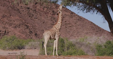 4K view of a desert giraffe with out stretched neck browsing on vegetation in the Hoanib Valley,Namib Desert, Namibia