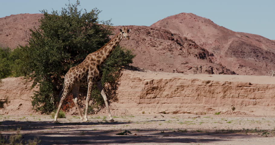 4K view of a desert giraffe walking in the Hoanib Valley,Namib Desert, Namibia