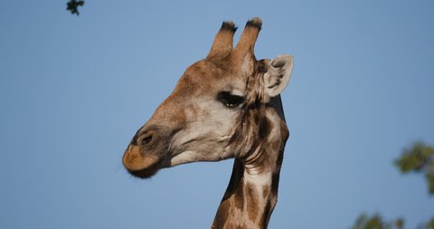4K close-up view of a desert giraffe chewing on vegetation and looking at camera with blye sky in the background, Hoanib Valley,Namib Desert, Namibia