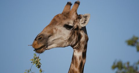 4K close-up view of a desert giraffe chewing on vegetation and looking at camera with blue sky in the background, Hoanib Valley, Namib Desert, Namibia