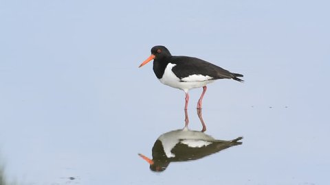 Eurasian oystercatcher / common pied oystercatcher (Haematopus ostralegus) resting in shallow water before taking off
