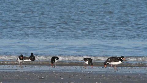 Pied oystercatchers (Haematopus ostralegus) and sanderlings (Calidris alba) foraging on beach in winter