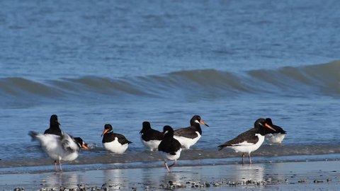 Pied oystercatchers and sanderlings foraging and taking off from beach in winter