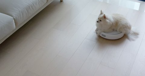 Pomeranian Dog sit on robotic vacuum cleaner slides across the room