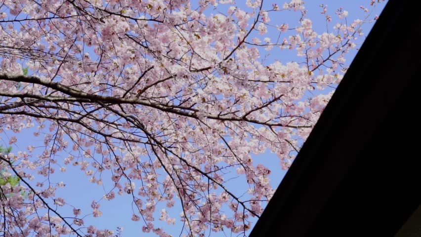 Japanese Cherry Blossom Tree 스톡 동영상 비디오(100% 로열티 프리) 1024045865 | Shutterstock
