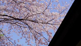 japanese cherry blossom tree