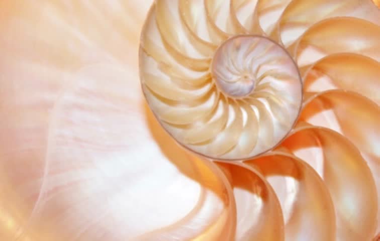 shell nautilus Fibonacci golden coral ratio slice section spiral pearl symmetry half cross golden ratio sequence number structure growth close up ( pompilius nautilus ) loop - stock footage video clip Royalty-Free Stock Footage #1024050119